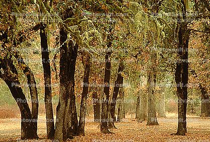 Lake Pillsbury, Trees, Mendocino National Forest, Mendocino County, water