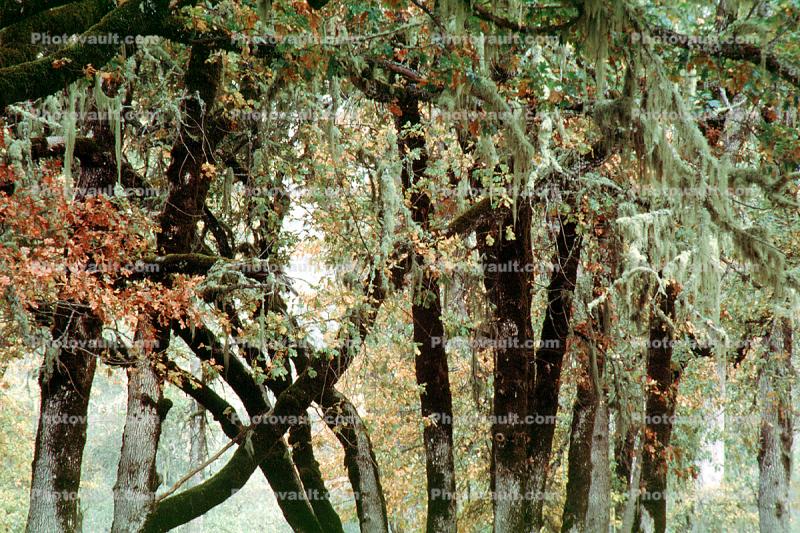 Lake Pillsbury, Trees, Mendocino National Forest, Mendocino County, water, hanging moss