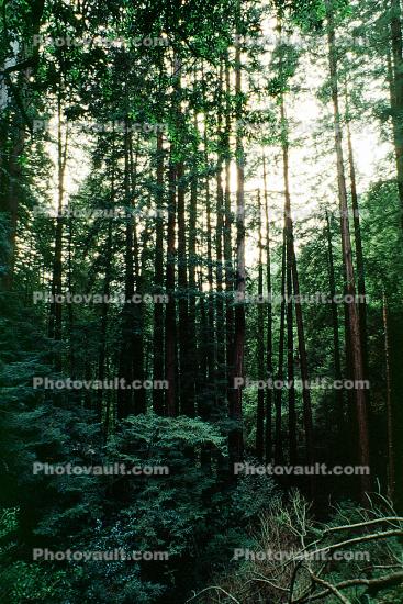 Forest, Woodlands