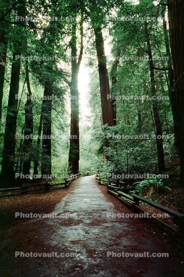 Redwood Forest, Woodlands, path, fence, moist