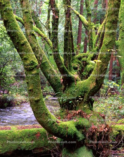 Moss on trees, Muir Woods River