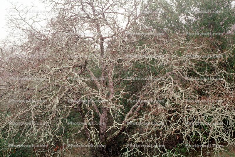 Oak Trees, scraggly fractals