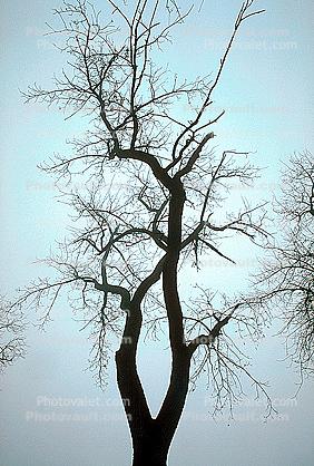 Bare Oak Tree in the Fog fractals
