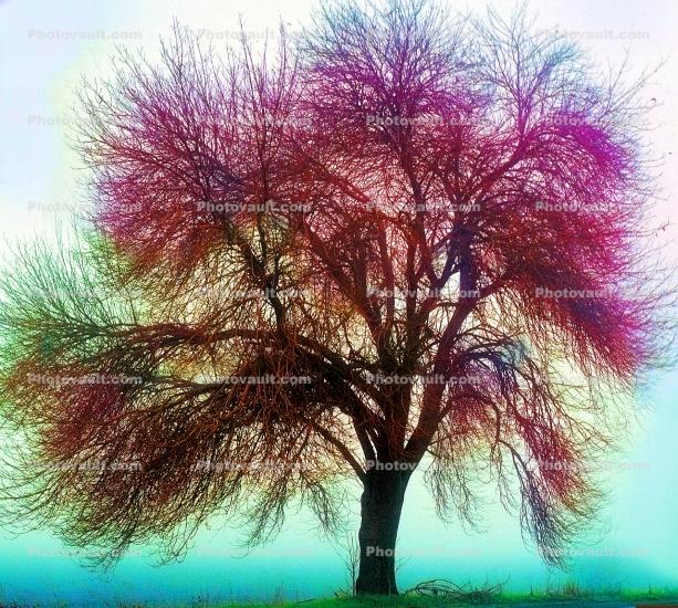 Transcendental Oak Trees in  foggy mist, myst, fog, Paintography