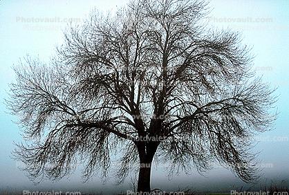 Bare Oak Tree in the Fog