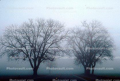 Bare Oak Tree in the Fog