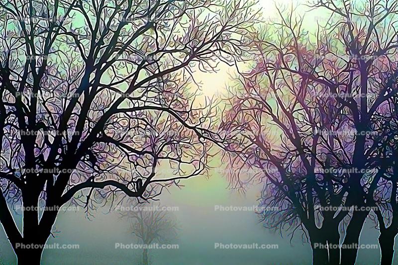 Oak Trees in foggy mist, myst, fog, Paintography
