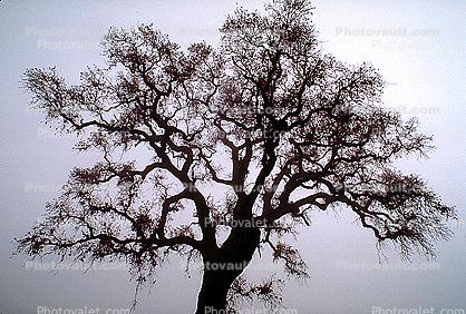 Bare Oak Tree fractals