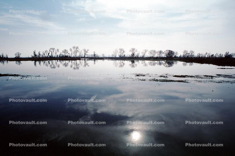Lake, Bare Trees, Water, Reflection, calm, stillness, Sun Glint