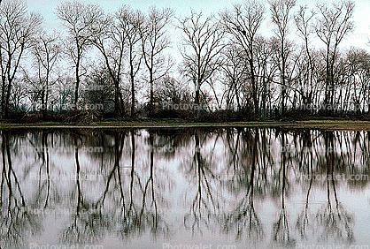 Lake, Bare Trees, Water, Reflection, calm, stillness