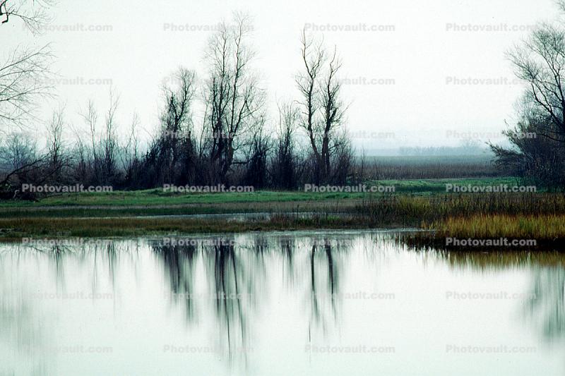 Lake, Bare Trees, Water, Reflection, calm, stillness
