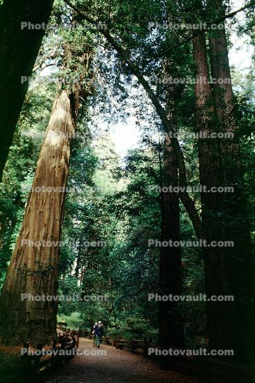 Redwood Forest, Woodlands, path, fence, person