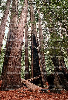 Redwood Trees in a Forest