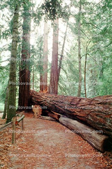 Redwood Trees in a Forest, path, fallen tree, fence, log