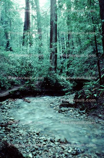 Redwood Forest, brook, stream, rocks, river