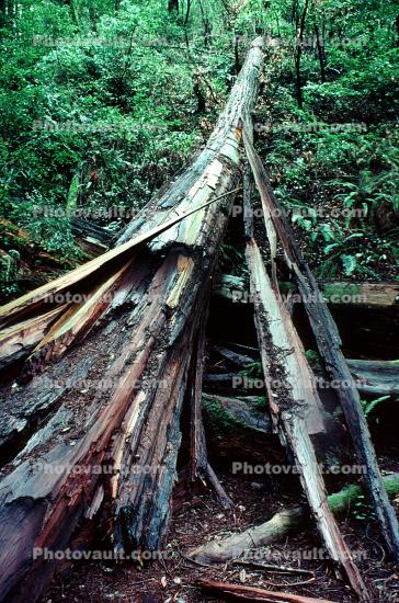 Redwood Forest, fallen tree, decay