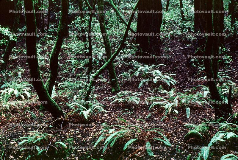 ferns on the forest floor