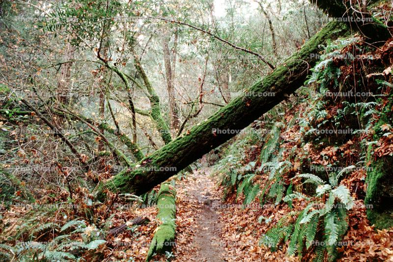 path, fern, Muir Woods National Monument
