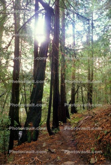 Redwood Forest, sunlight