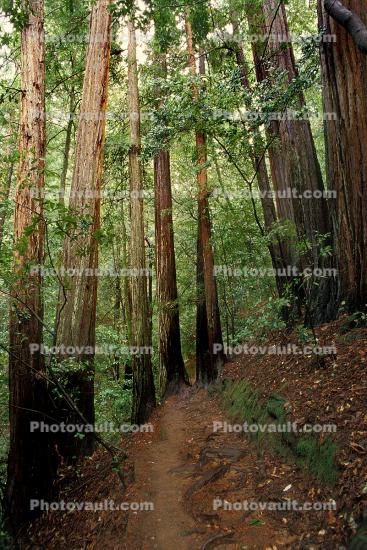 Redwood Forest, hobbit path