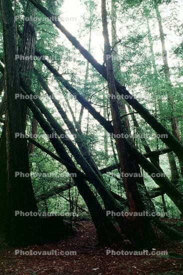 Redwood Forest, leaning trees