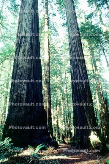 Redwood Forest, path, fern
