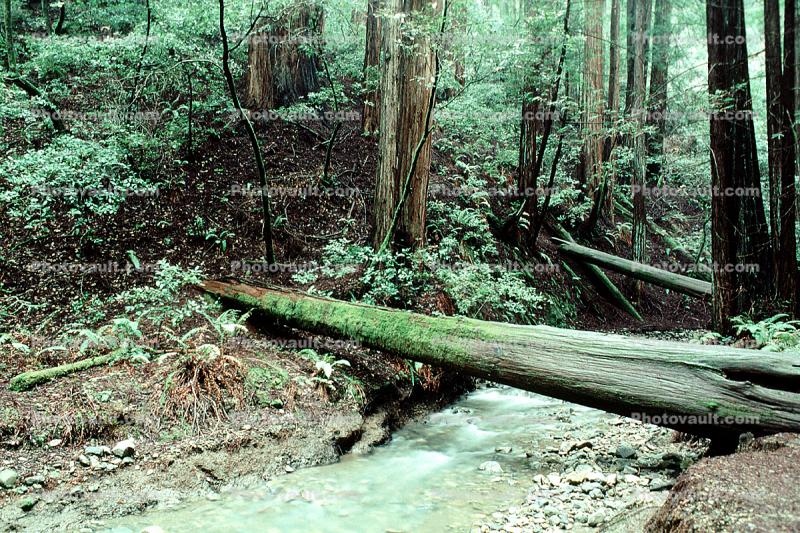Fallen Tree, Forest, stream, brook, water