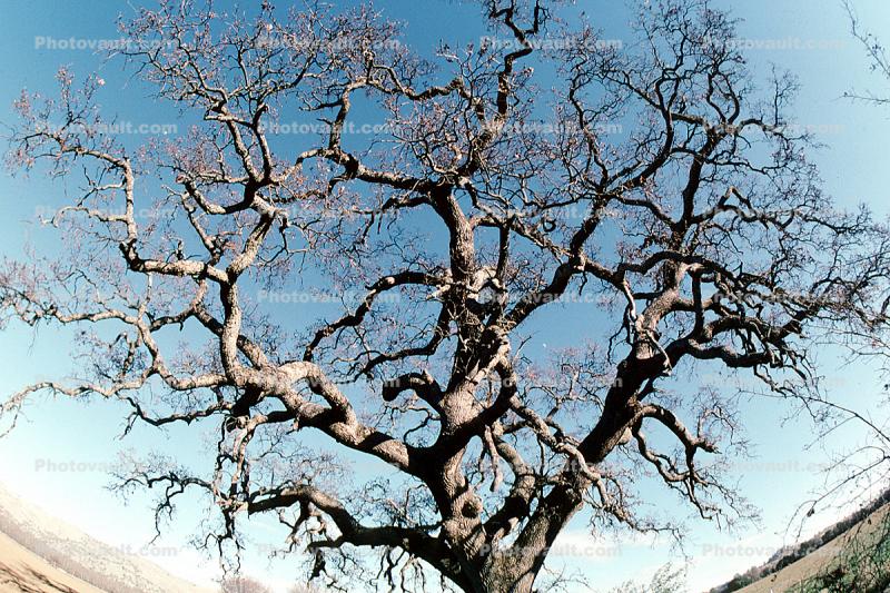 Tree fractals, Guinda, Yolo County