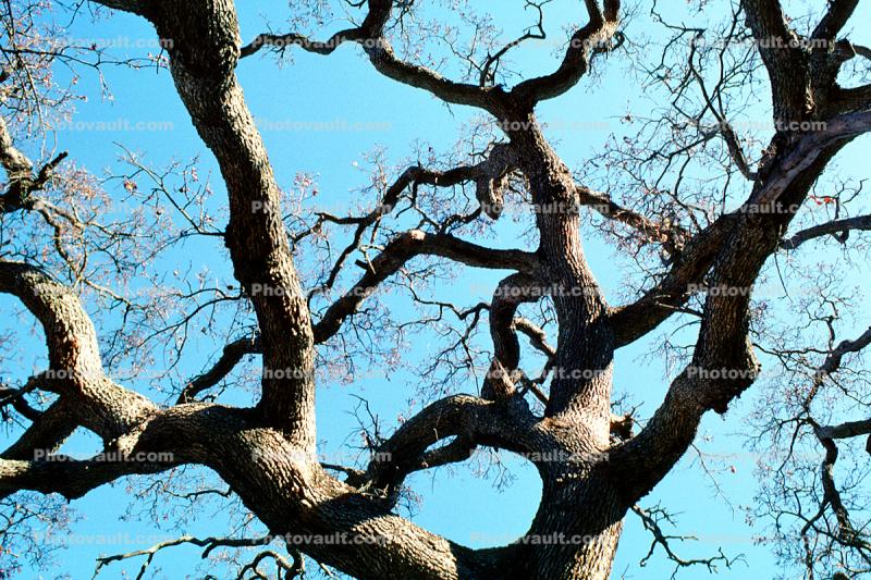 Tree Limbs fractals, Guinda, Yolo County