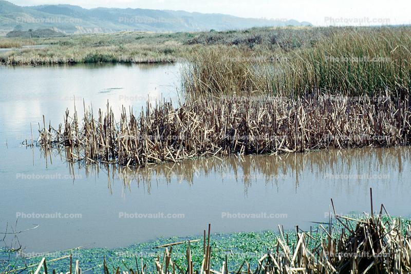 Wetlands, reeds, brackish water, Limantour Beach