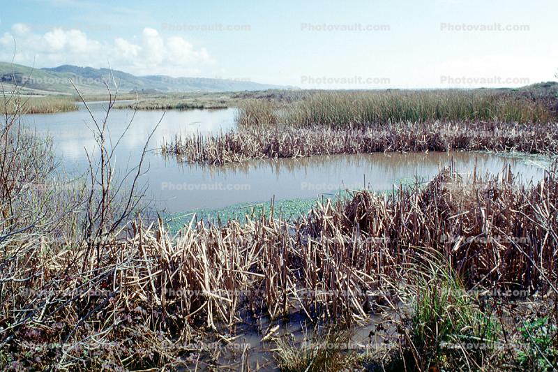 Wetlands, reeds, brackish water, Limantour Beach