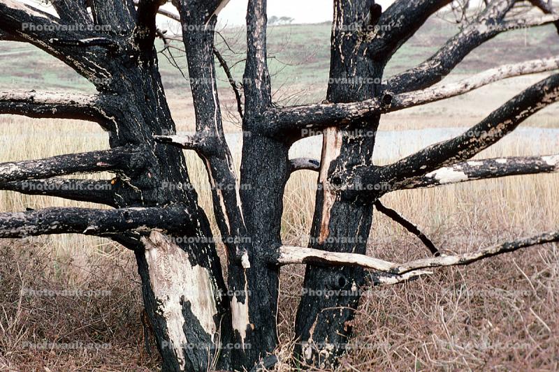 Wetlands, reeds, brackish water, Limantour Beach, burned out forest, charred trees