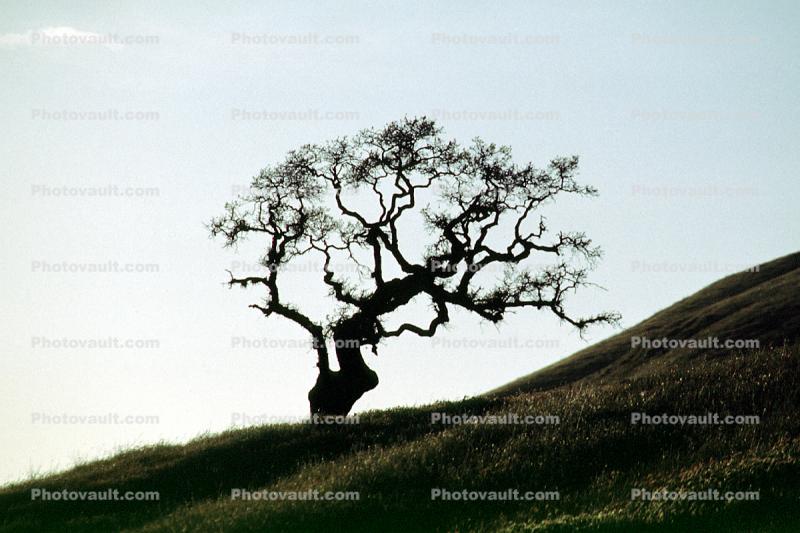 Bare Tree fractals, south of Petaluma, Sonoma County