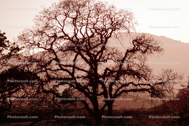 Bare Tree, south of Petaluma, Sonoma County