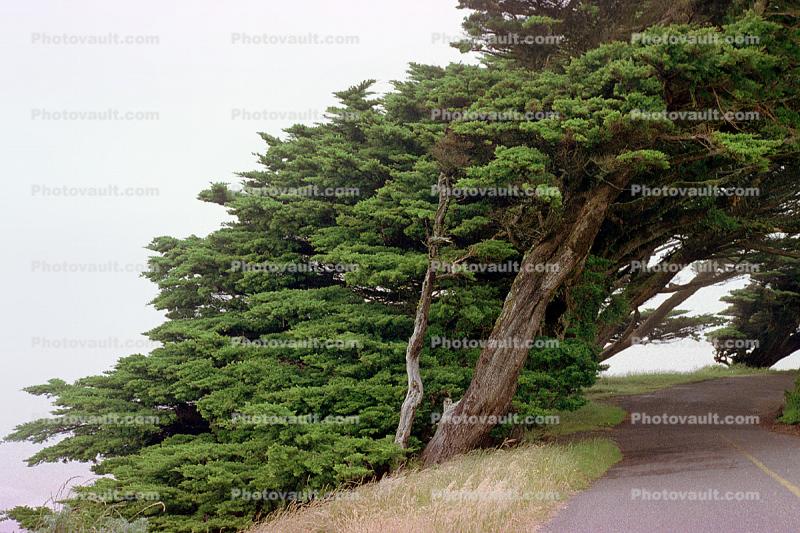 Cypress tree, wind swept