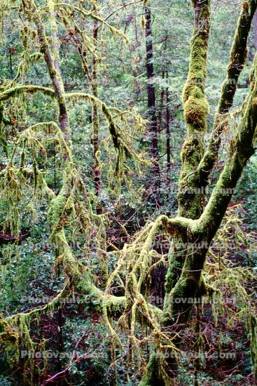 Trees, moss, Woodlands, forest, Orr Springs, Mendocino County