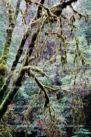 Trees, moss, Woodlands, forest, Orr Springs, Mendocino County