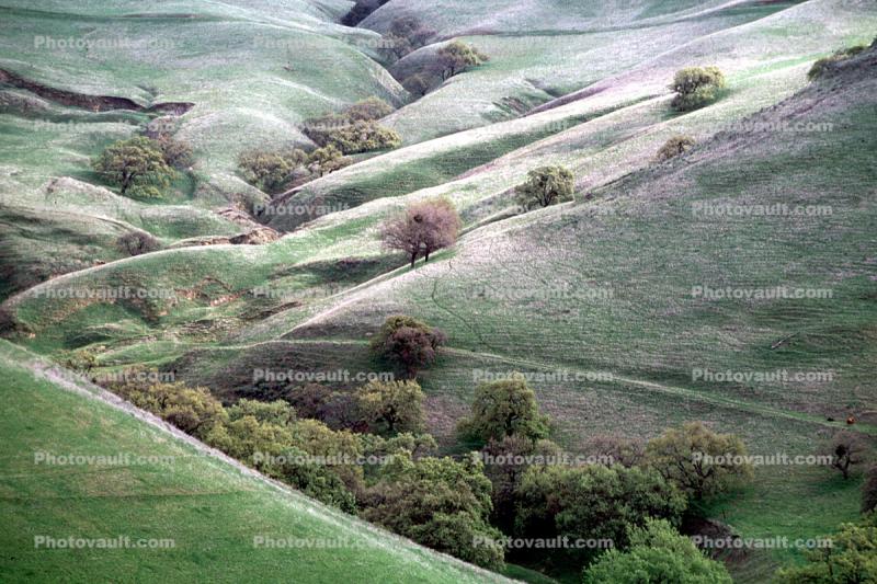 Trees, Rolling Hills, Winter, Alameda County