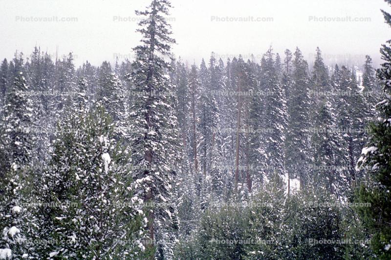 Woodlands, Forest, snowing, tree, conifer, Ice, Cold, Frozen, Icy, Winter