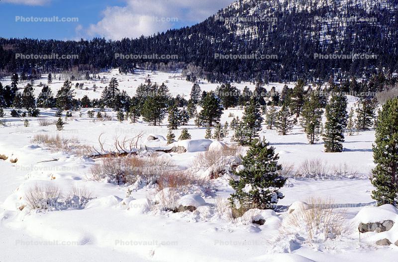 Mountains, Snow, Ice, Cold, Icy, Winter, Woodlands, El Dorado National Forest, Amador County
