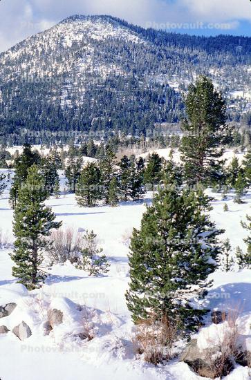 Trees, Mountains, Snow, Ice, Cold, Icy, Winter, Woodlands, El Dorado National Forest, Amador County