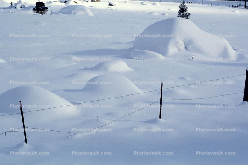 snow, fence, Ice, Cold, Frozen, Icy, Winter, El Dorado National Forest, Amador County