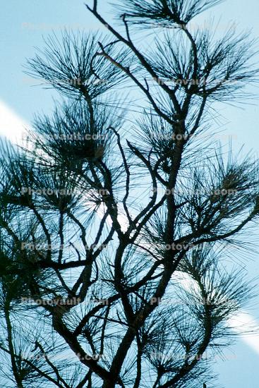 Pine Tree, Trees, Forest, Nevada-City
