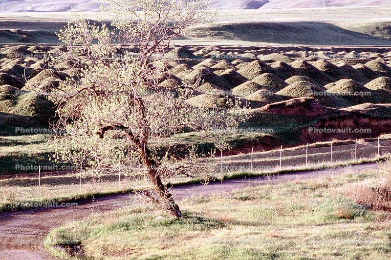 small hills, trees, humps, Mima Mounds, hogwallow, enigmatic low hummocks, bumps, along Interstate, Highway I-5, Tracy