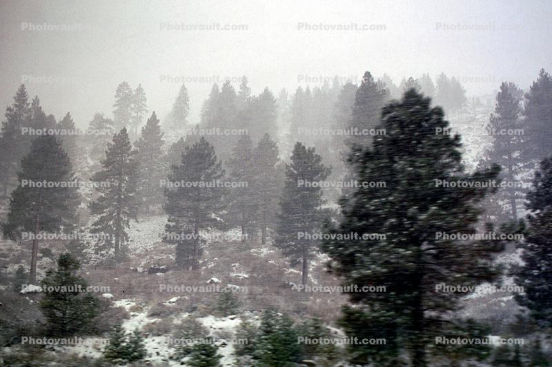 fog, pine trees, evergreen, snow