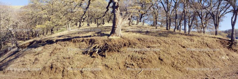 Tree Roots, woodland, dirt, cross-section, Erosion, Panorama