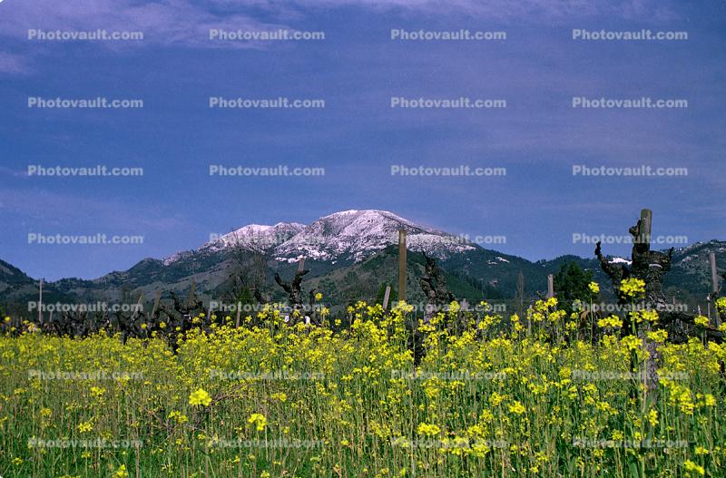 Mustard Flowers, Saint Helena, Sonoma County