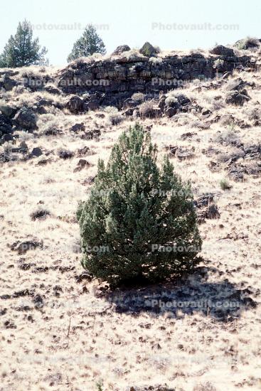 Little Pine Tree in the Igneous Ground, Lava Flows