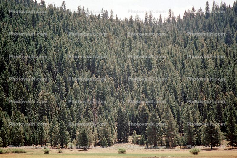 Forest, Trees, east of Lake Almanor