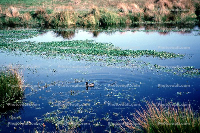 water, lake, reflection, wet, liquid, pond, duck, wetlands